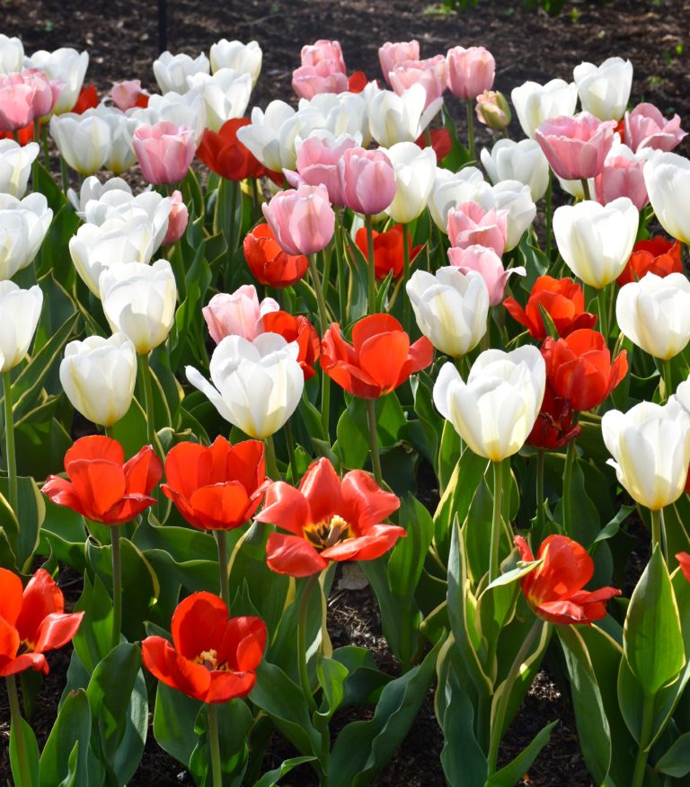 A Garden Tour Of Chicago's Tulips - Maison McCauley