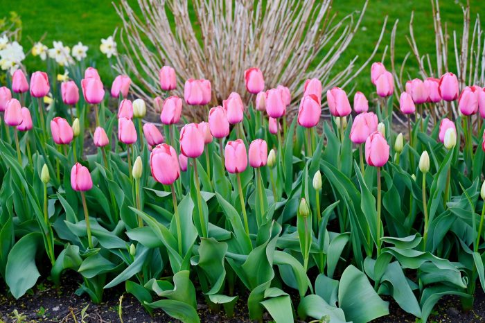 pink impression tulips