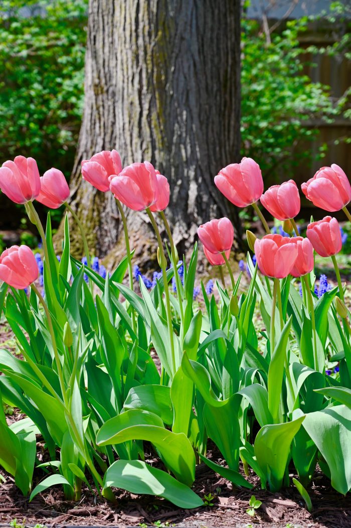 Colorblends best pink tulips