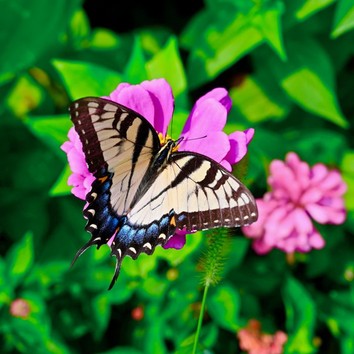 Swallowtail Tail Butterfly